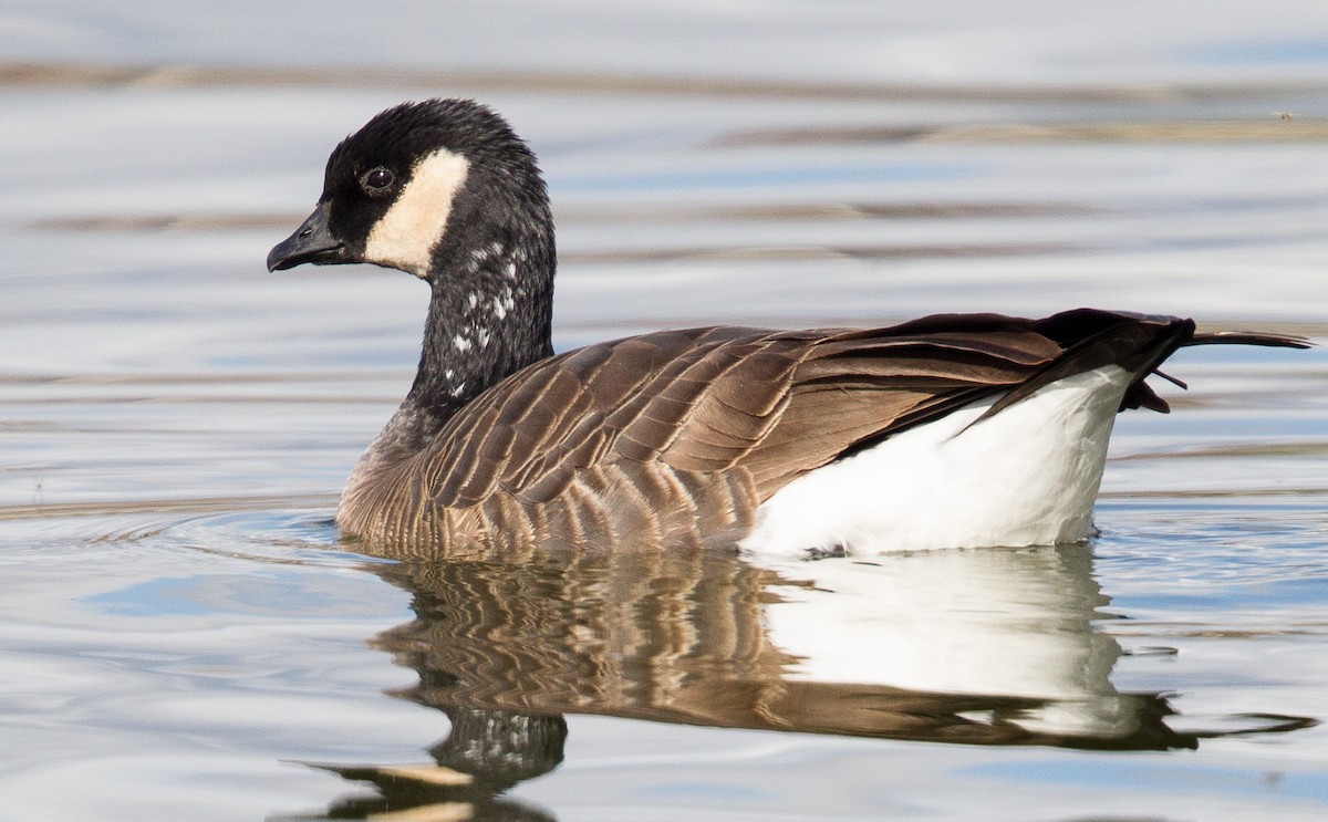 Cackling Goose - ML408302161