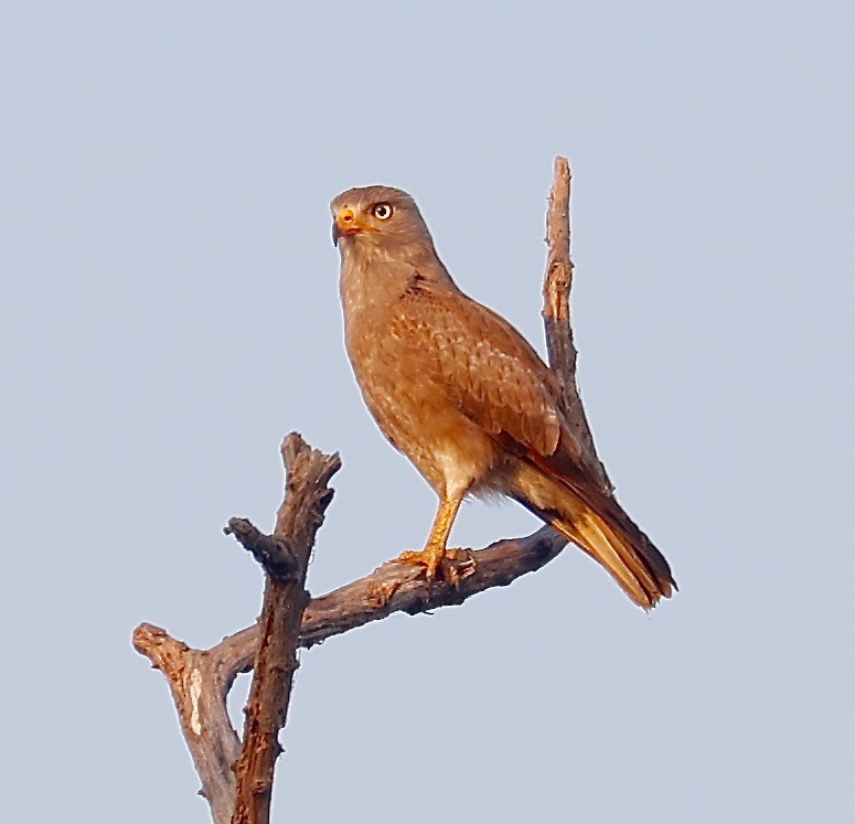 Rufous-winged Buzzard - Mark  Hogarth