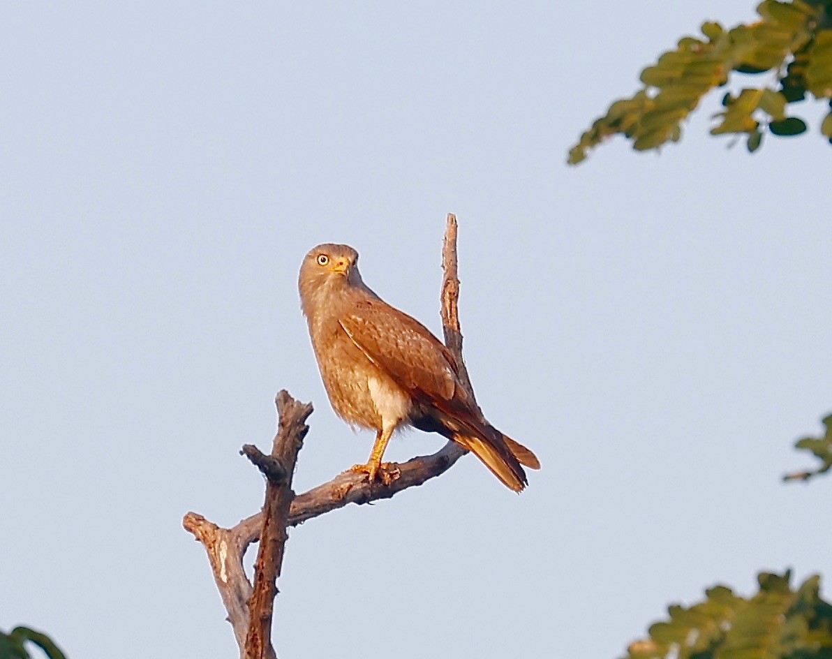 Rufous-winged Buzzard - ML408302811