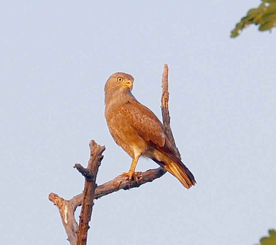 Rufous-winged Buzzard - Mark  Hogarth