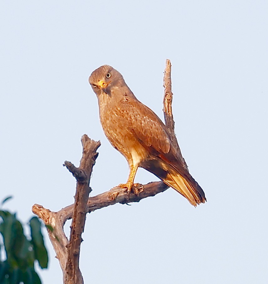 Rufous-winged Buzzard - Mark  Hogarth