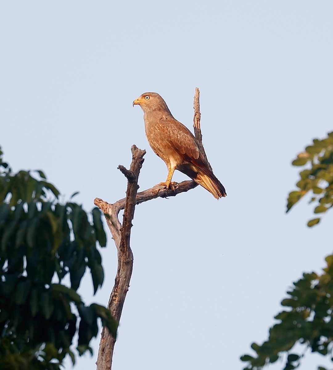 Rufous-winged Buzzard - ML408302851