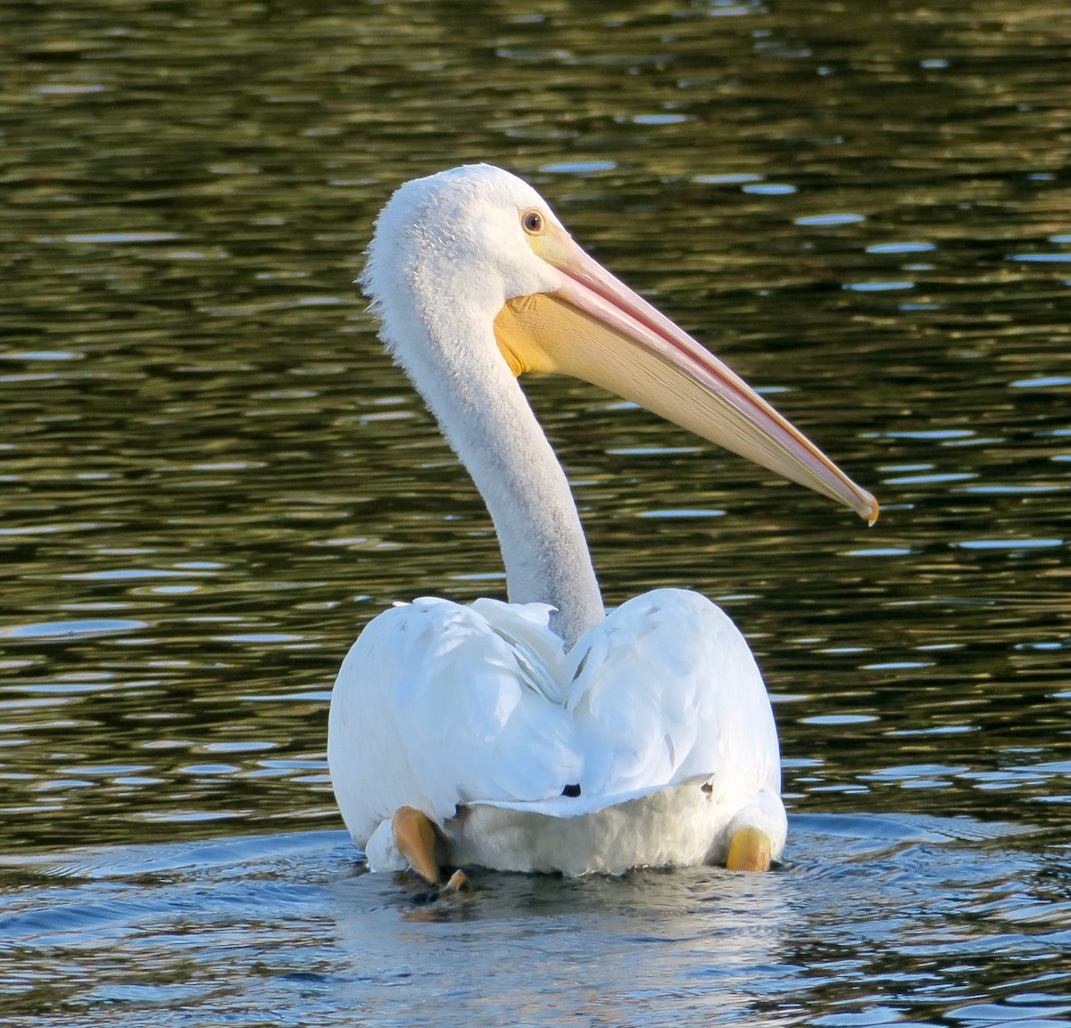 pelikán severoamerický - ML408303271