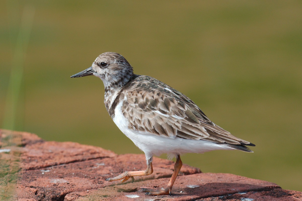 Ruddy Turnstone - ML408303641