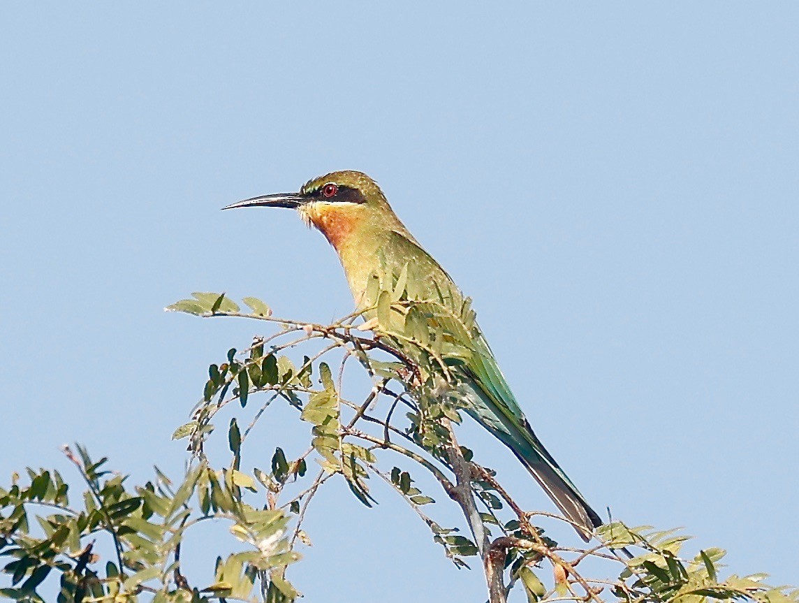 Blue-tailed Bee-eater - ML408303831
