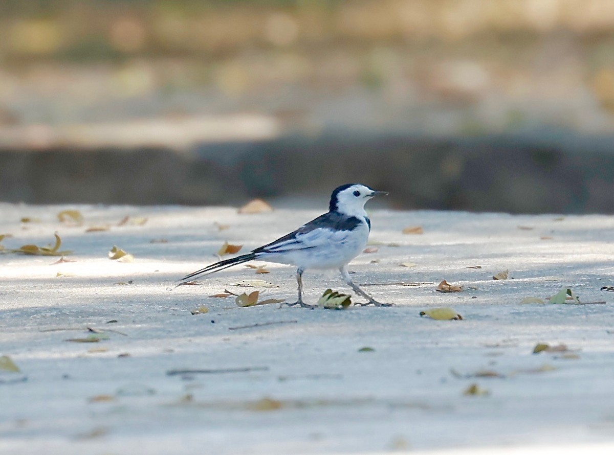 White Wagtail - Mark  Hogarth