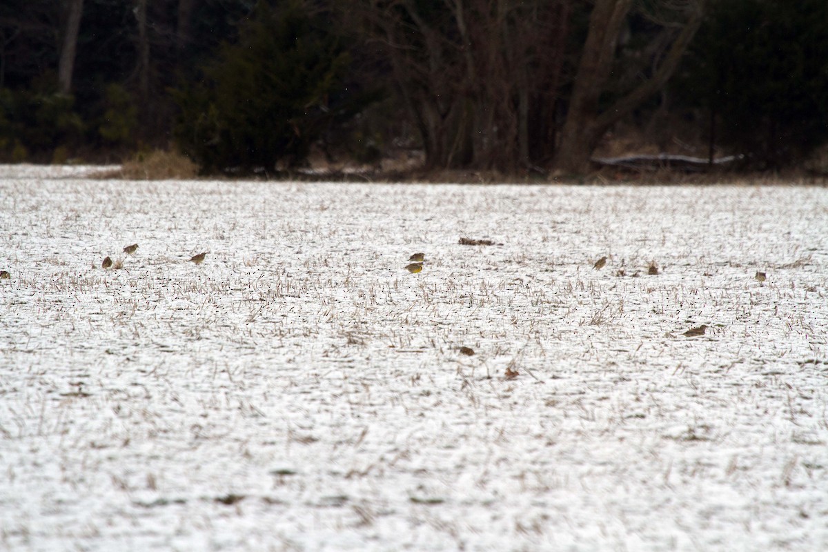 Eastern Meadowlark (Eastern) - ML408304781