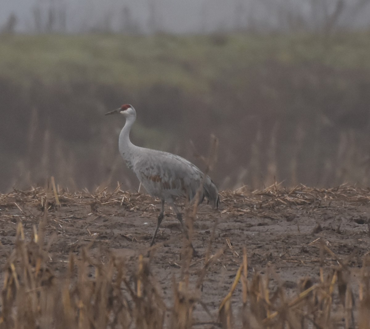 Sandhill Crane - Edward Pullen