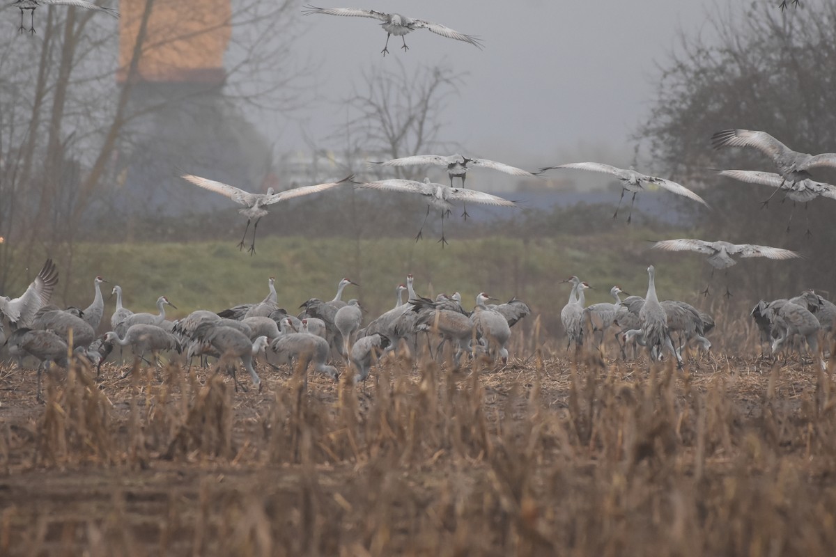 jeřáb kanadský - ML408304891