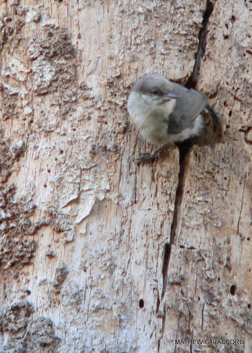 Pygmy Nuthatch - ML408307371