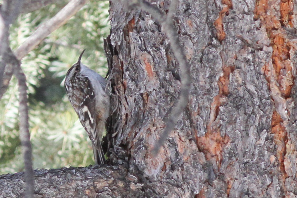 Brown Creeper - ML408308071