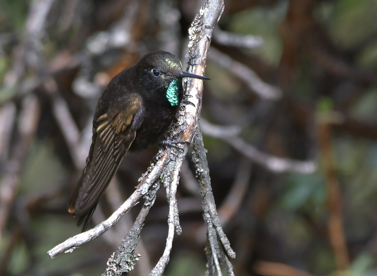 Black Metaltail - ML408308881