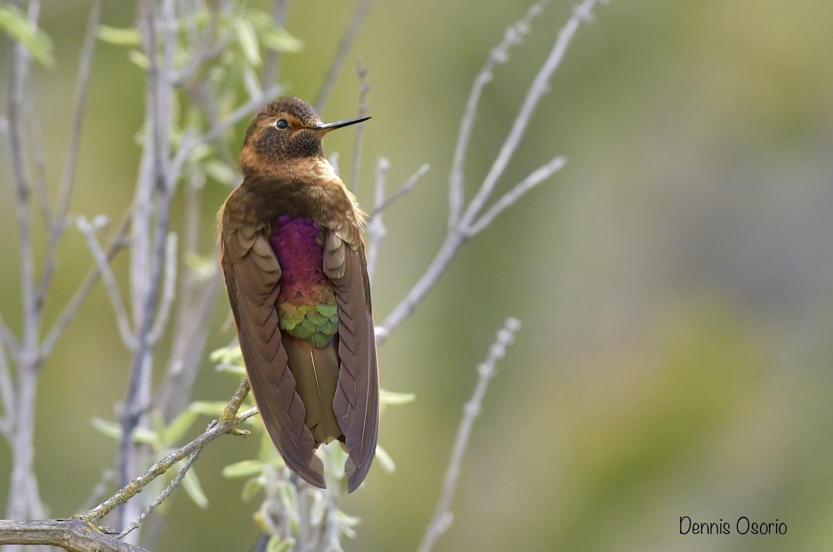 kolibřík duhovohřbetý - ML408308921