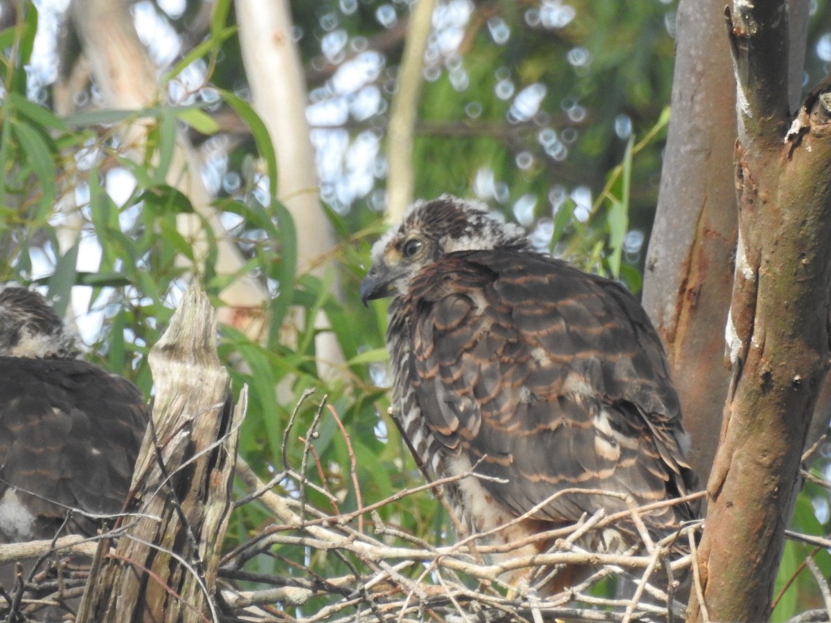 Brown Goshawk - ML40830901