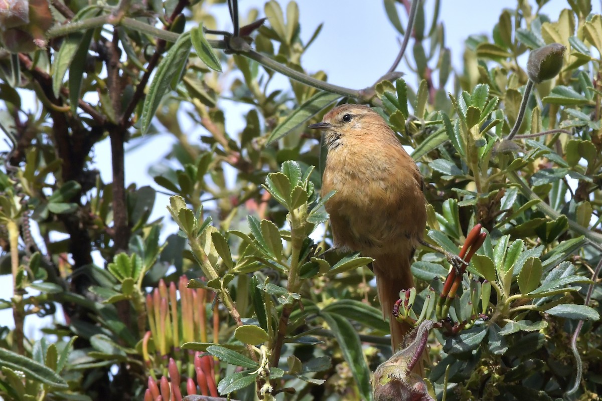 Tawny Tit-Spinetail - ML408309251