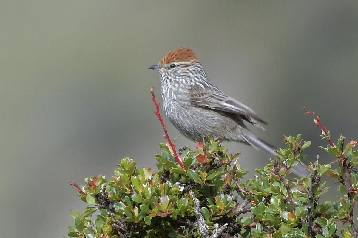 Rusty-crowned Tit-Spinetail - Dennis Osorio