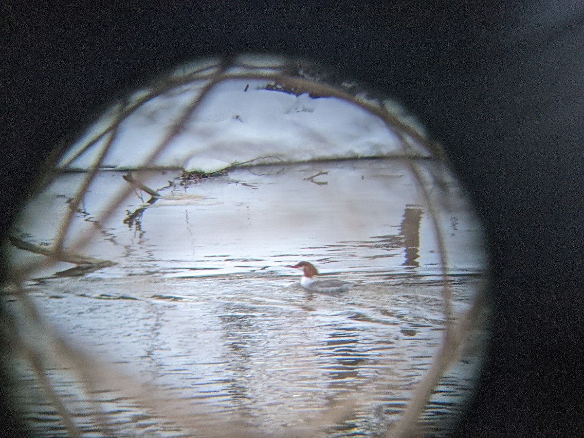 Common Merganser - ML408311751