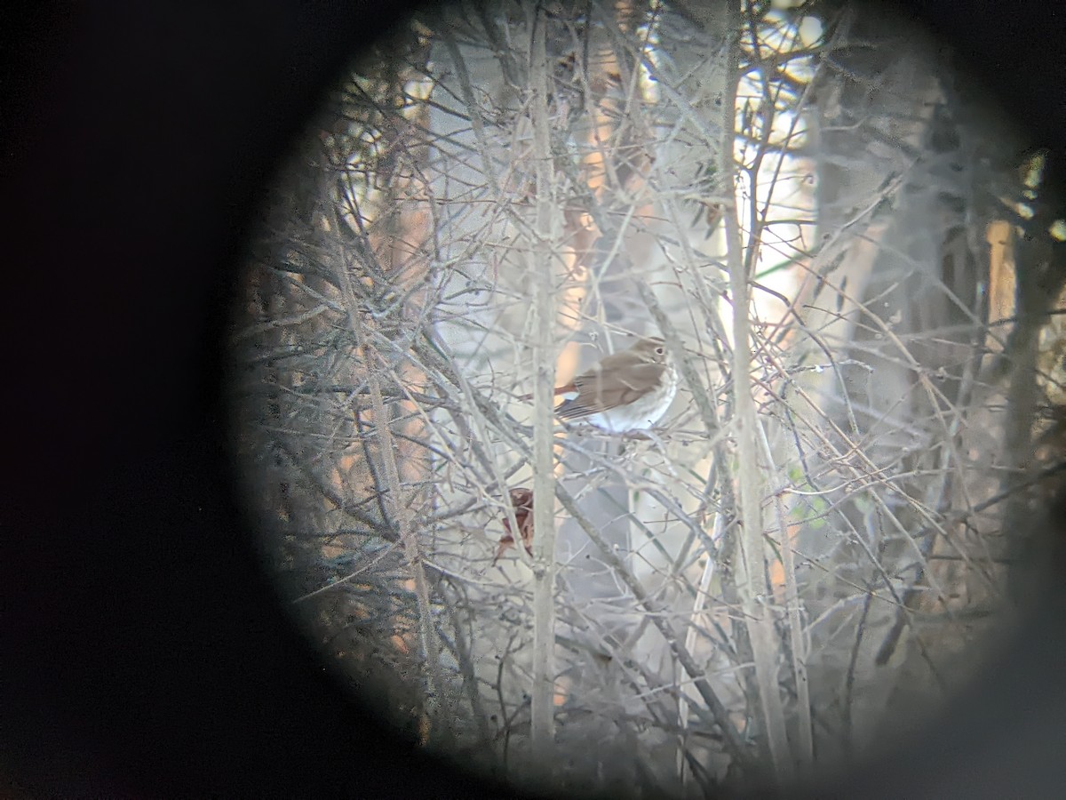 Hermit Thrush - ML408311981