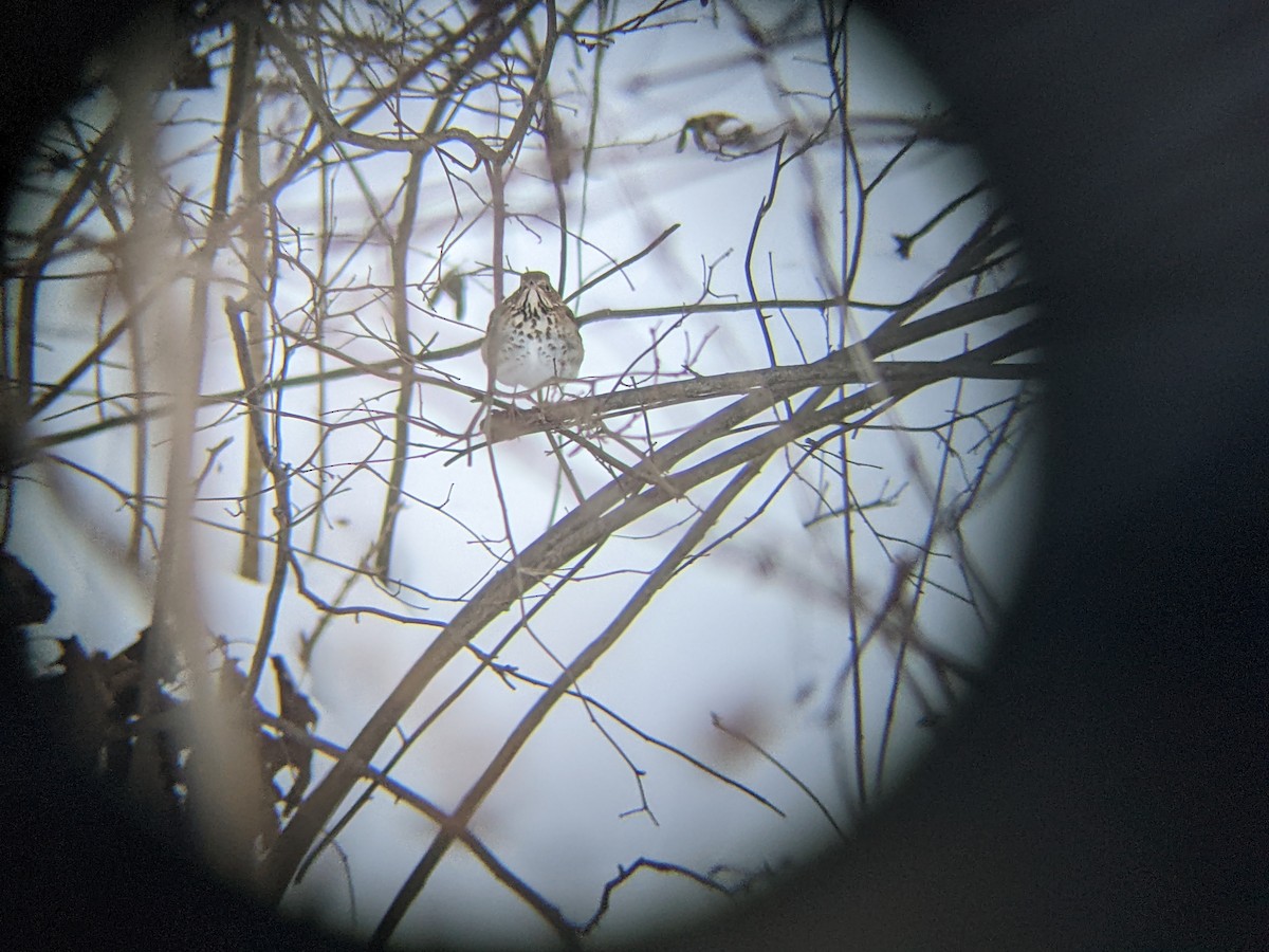 Hermit Thrush - ML408312011