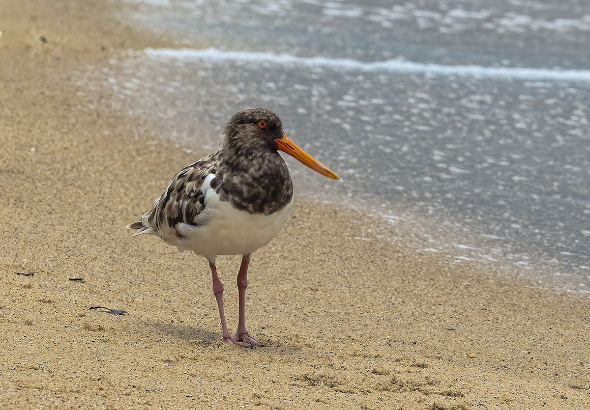 Pied Oystercatcher - ML408313511