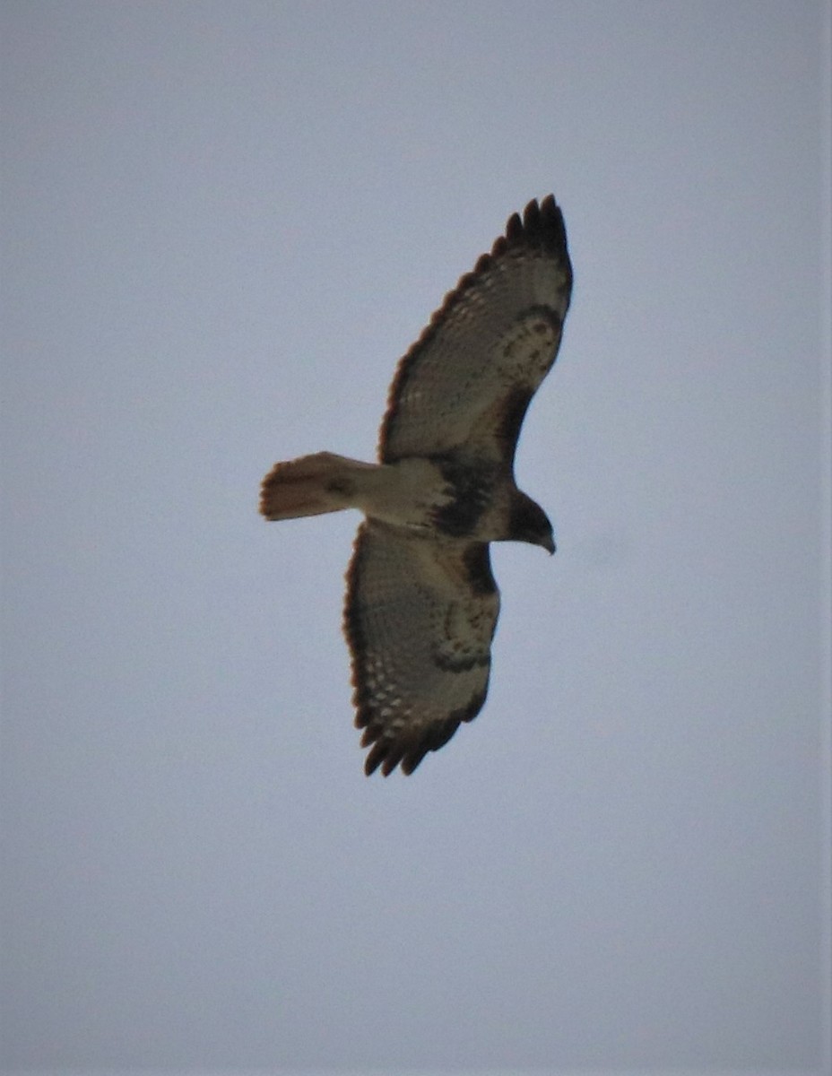 Red-tailed Hawk - Alan Shapiro