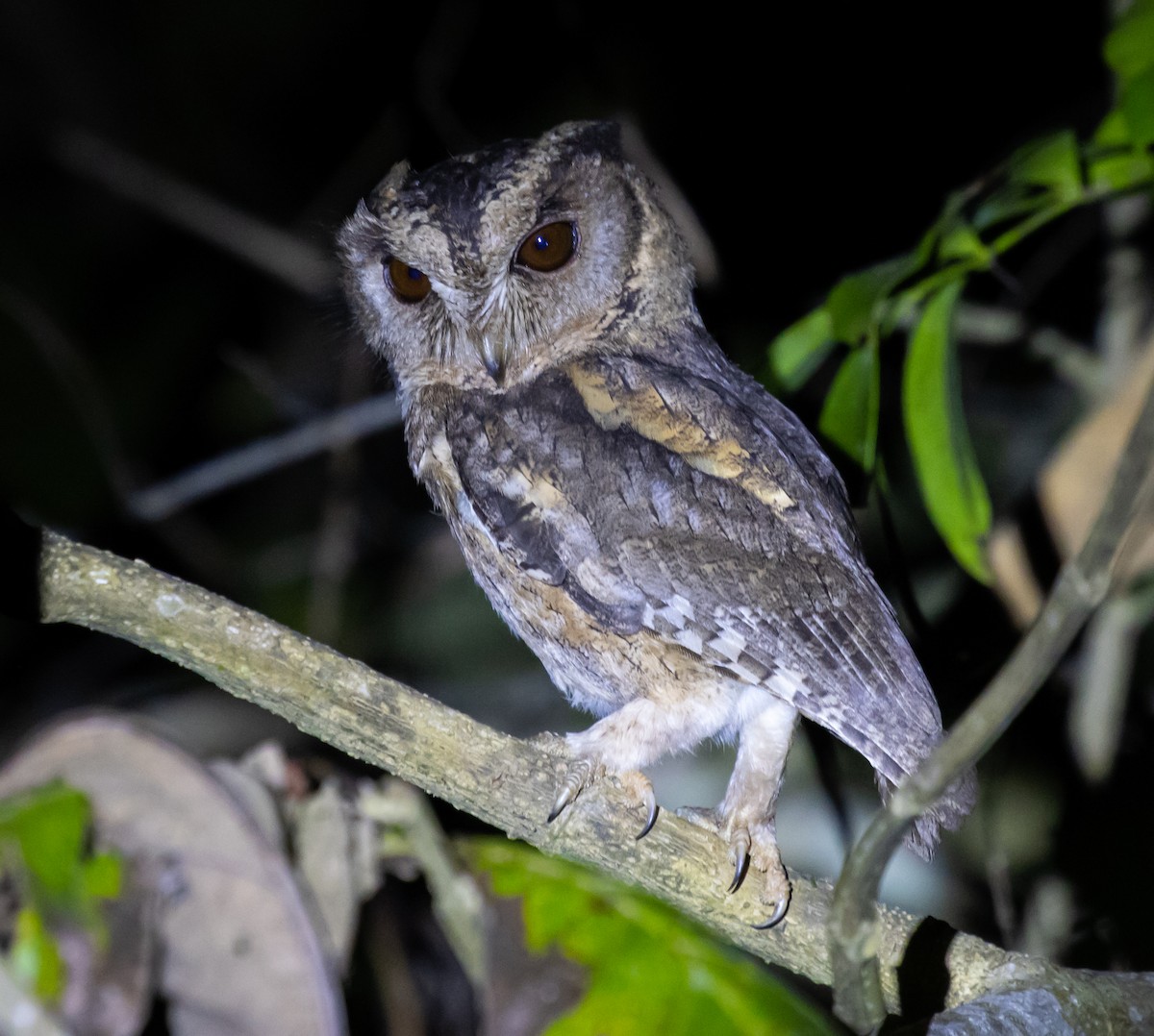 Indian Scops-Owl - ML408315341