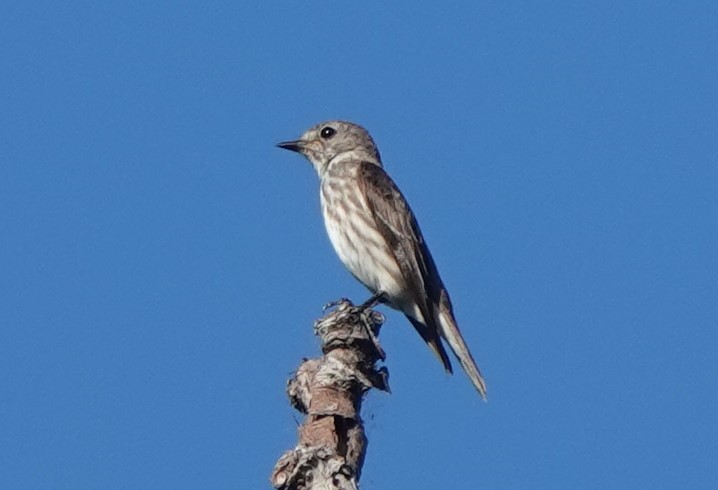 Gray-streaked Flycatcher - Ronet Santos