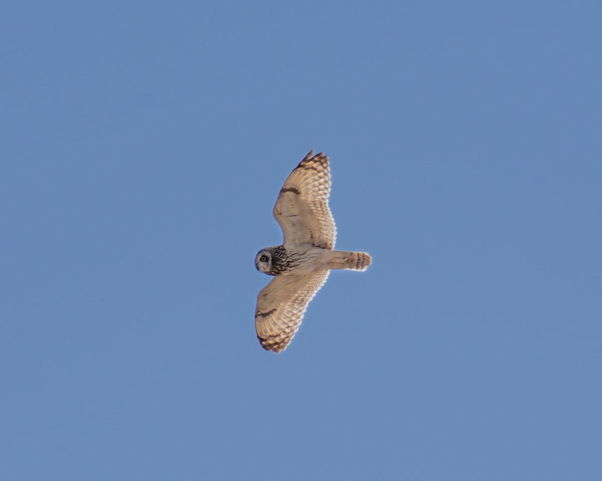 Long-eared Owl - ML408316261