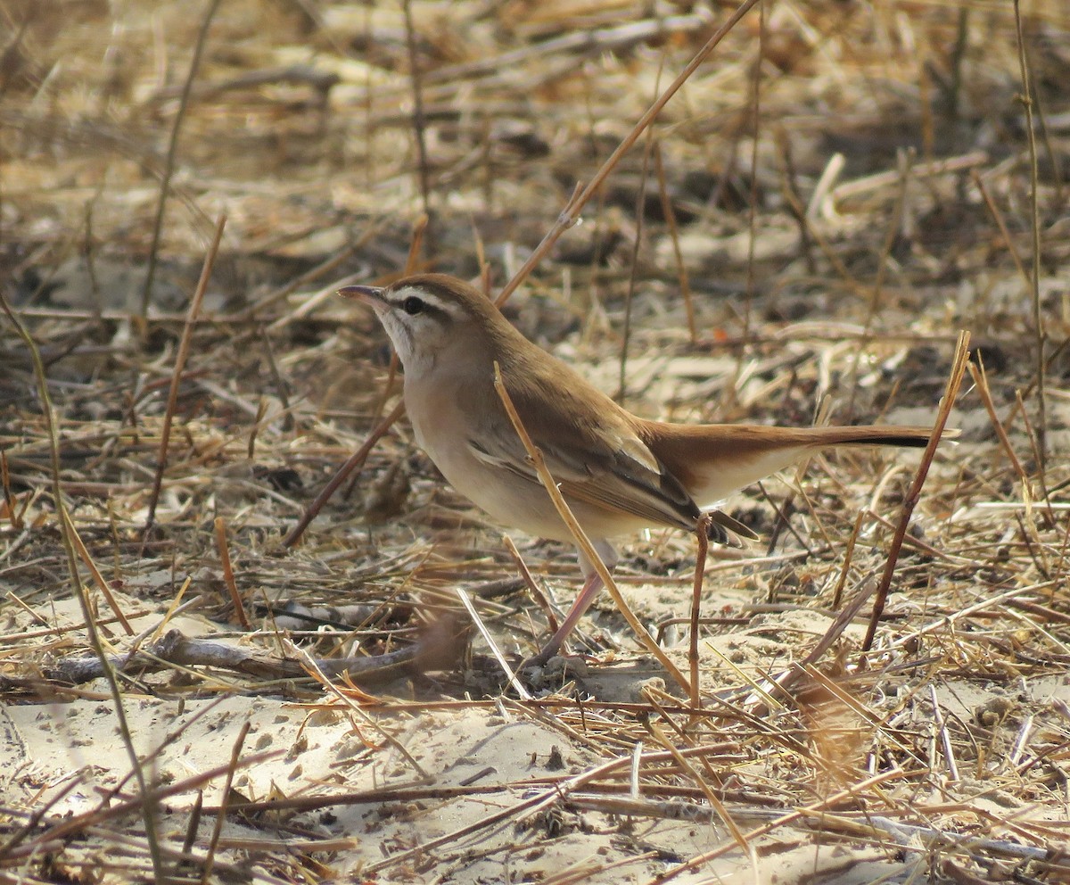 Rufous-tailed Scrub-Robin (African) - ML408317271