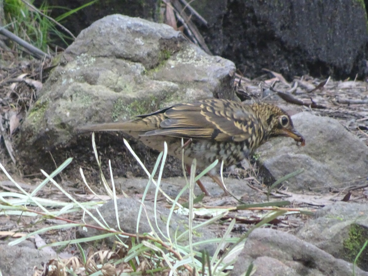 Bassian Thrush - ML408319171