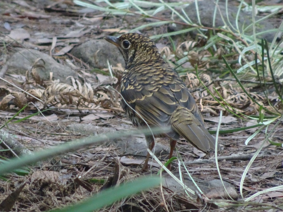 Bassian Thrush - ML408319181