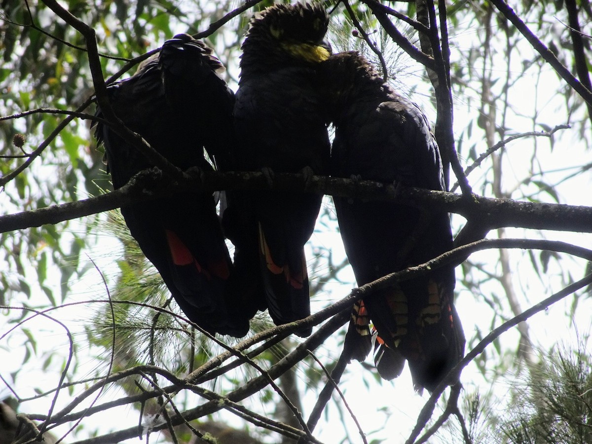 Glossy Black-Cockatoo - ML408319231