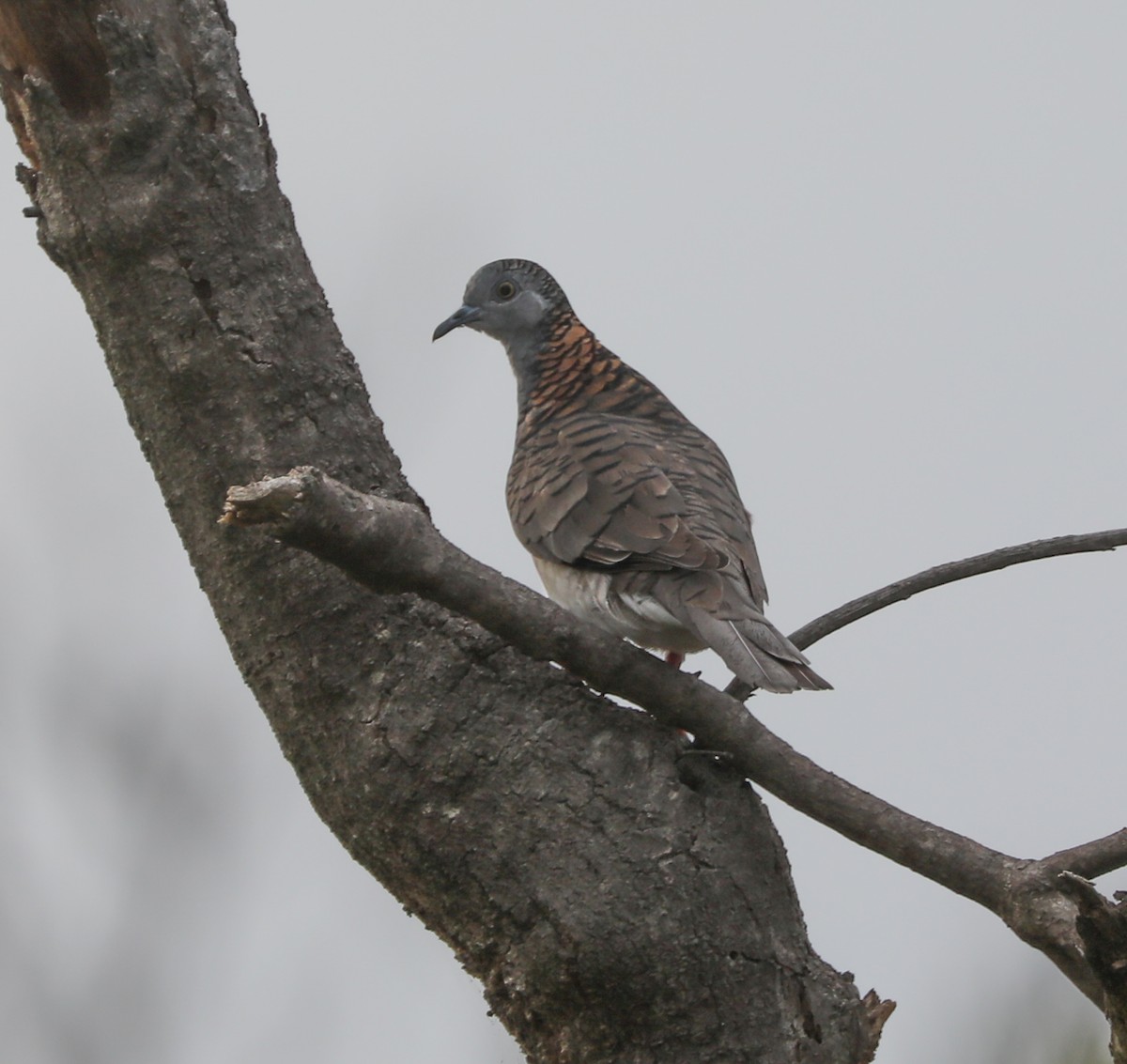 Bar-shouldered Dove - Cheryl McIntyre