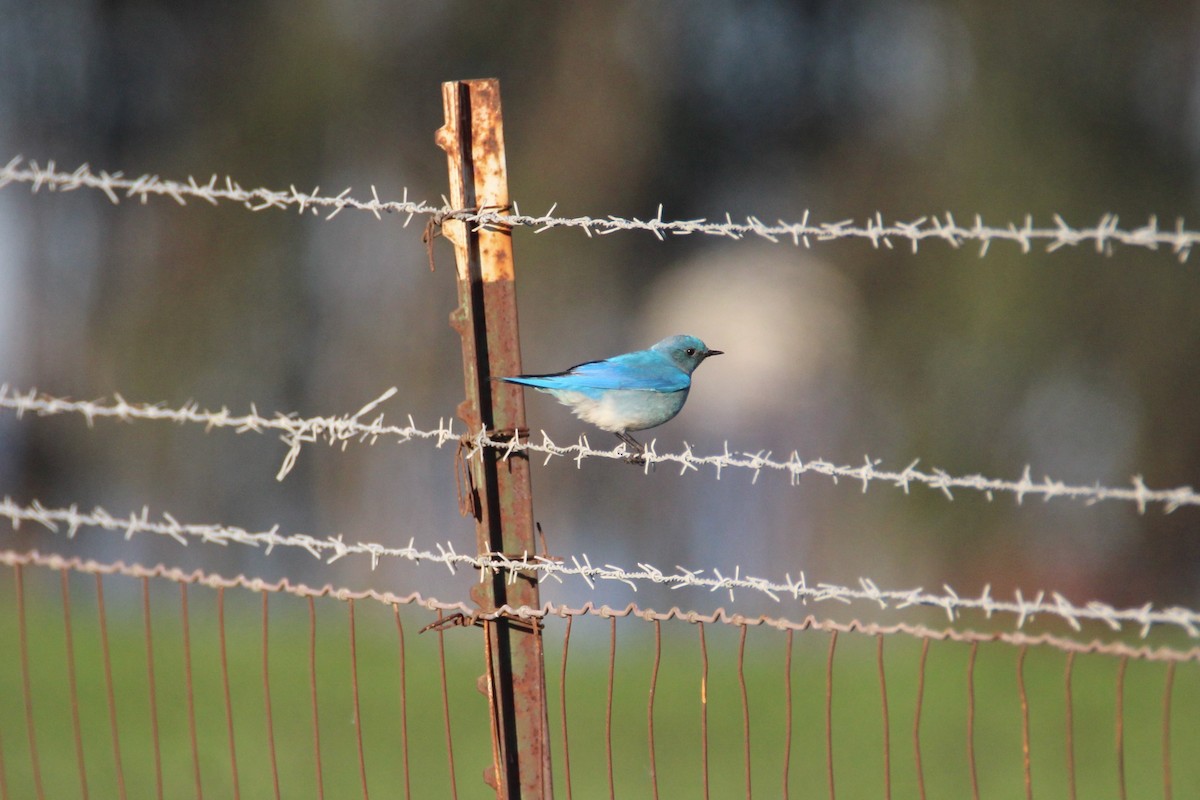 Mountain Bluebird - ML408320241