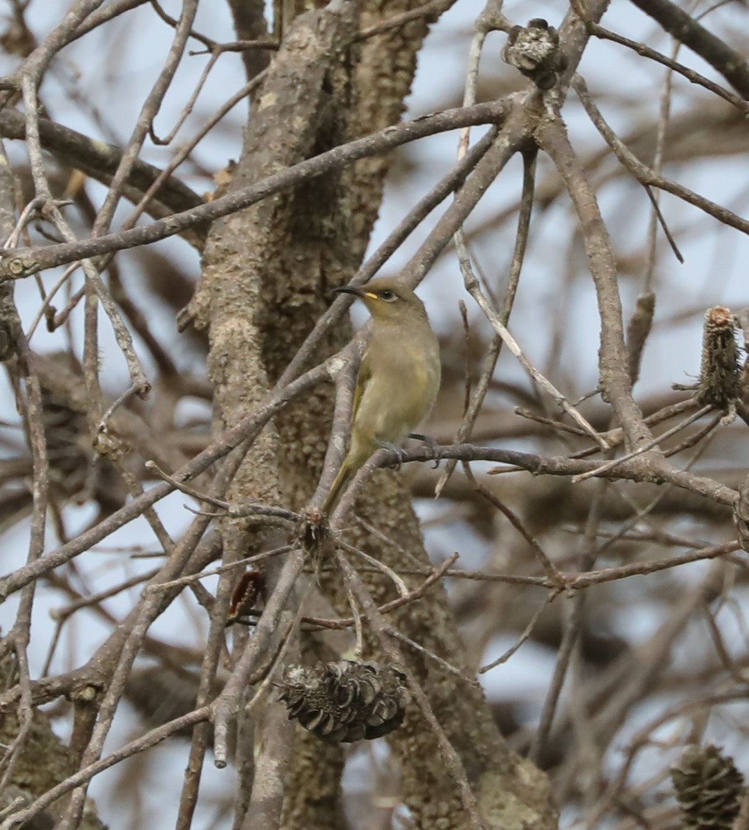 Brown Honeyeater - Cheryl McIntyre