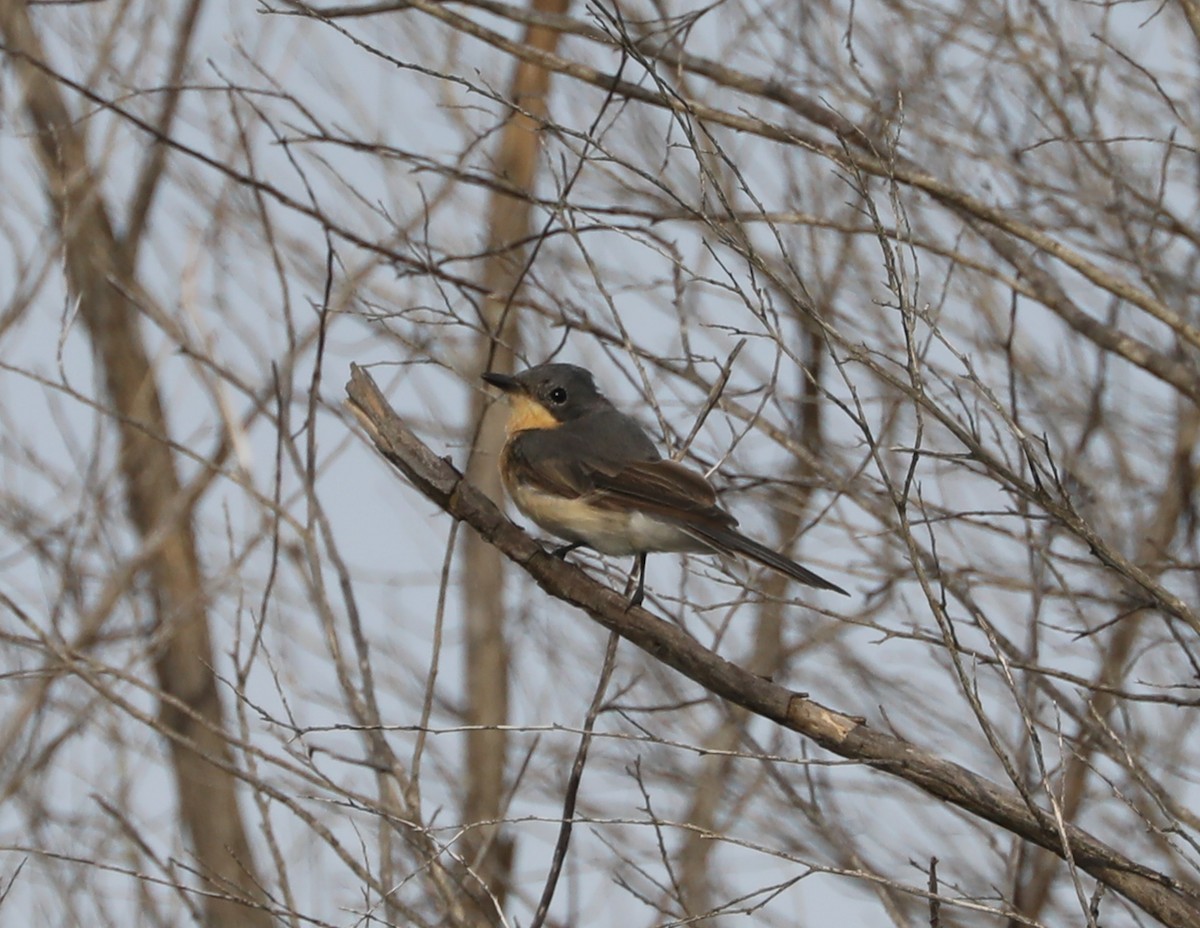 Leaden/Satin Flycatcher - Cheryl McIntyre