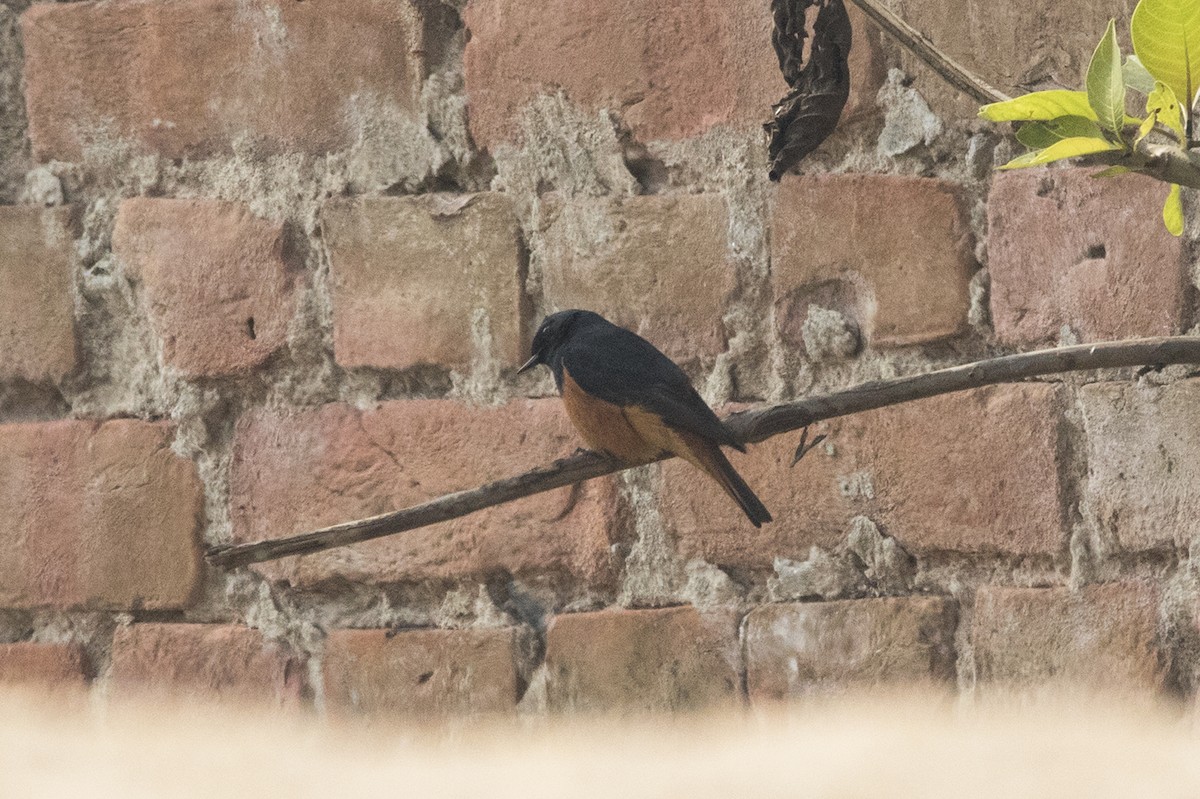 Black Redstart - ML408322511