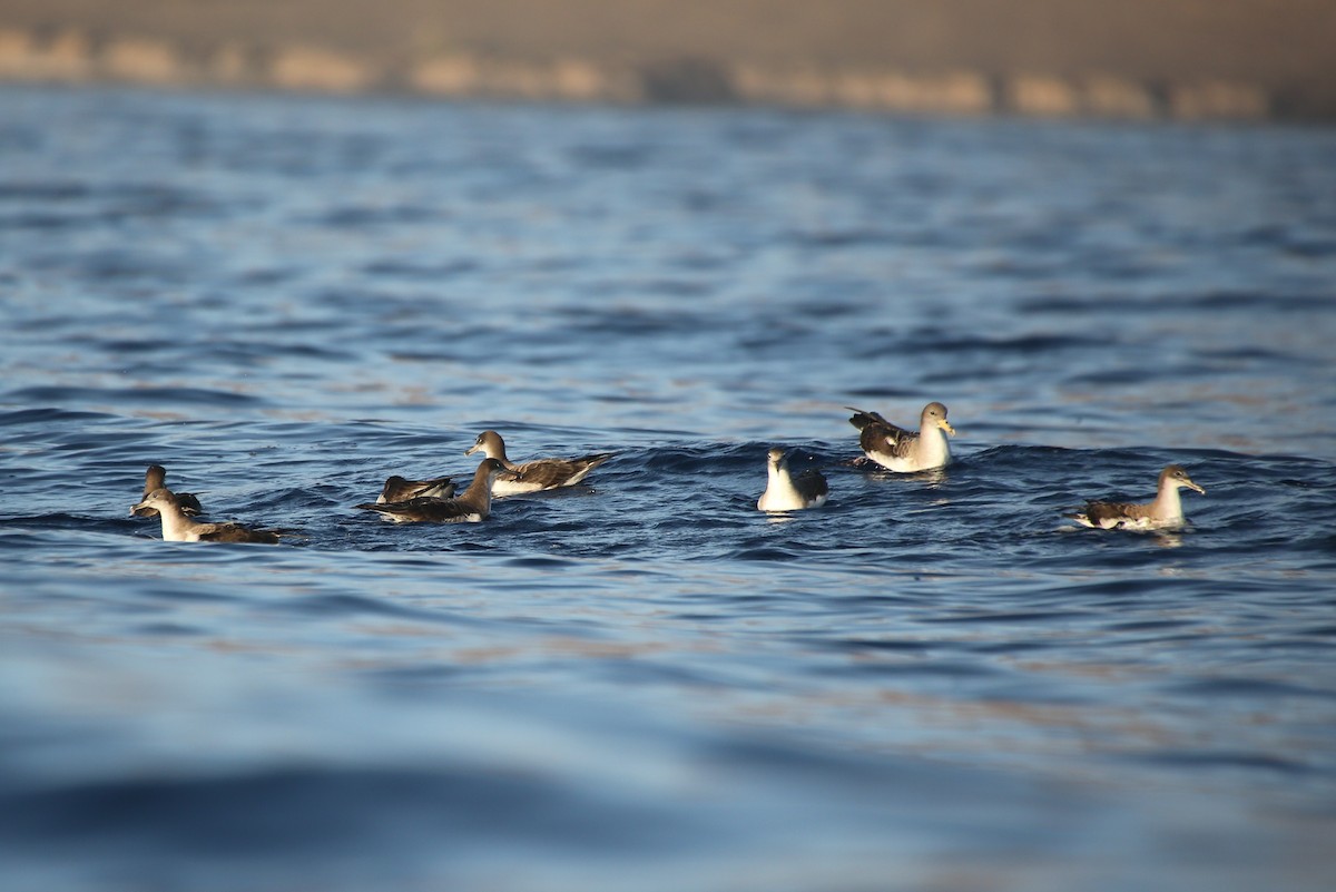 Cory's Shearwater (borealis) - ML40832301