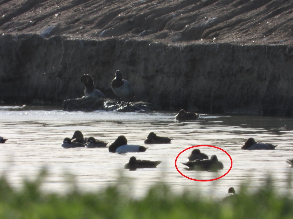 American Wigeon - ML408323461