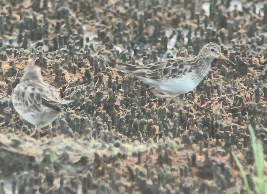 Pectoral Sandpiper - ML408323681