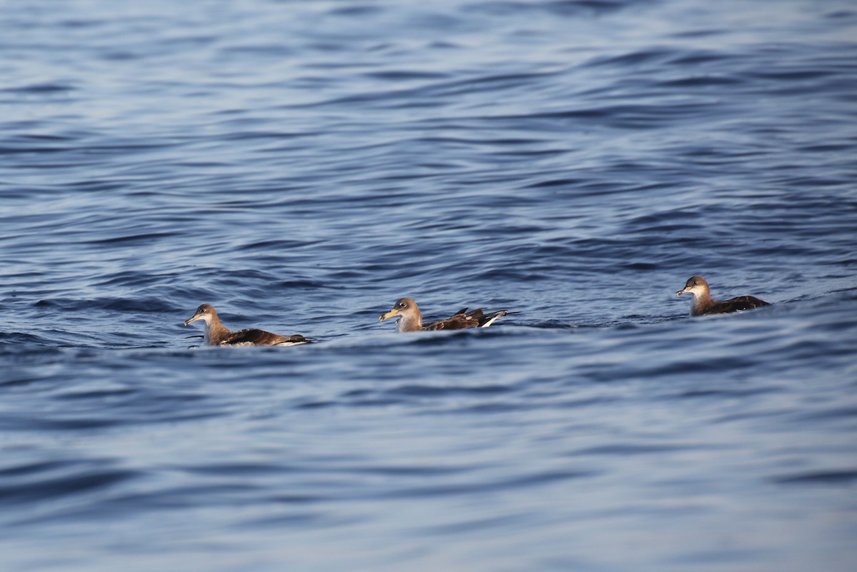 Cory's Shearwater (borealis) - ML40832511