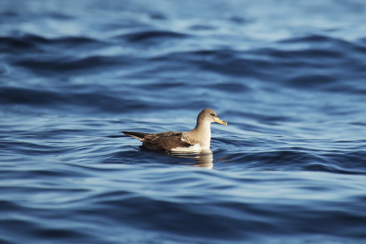 Cory's Shearwater (borealis) - ML40832611