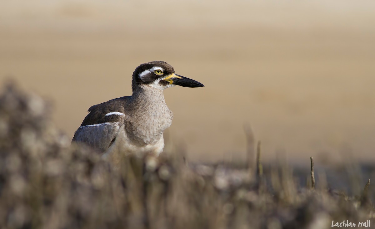 Beach Thick-knee - Lachlan Hall