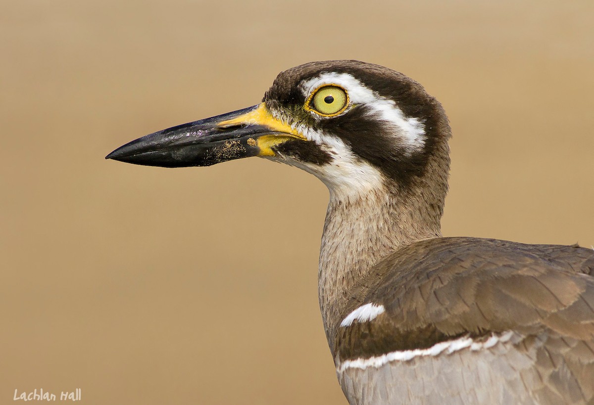 Beach Thick-knee - ML408326431