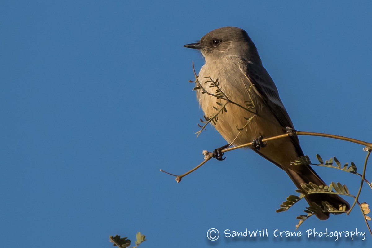 Say's Phoebe - ML408326491