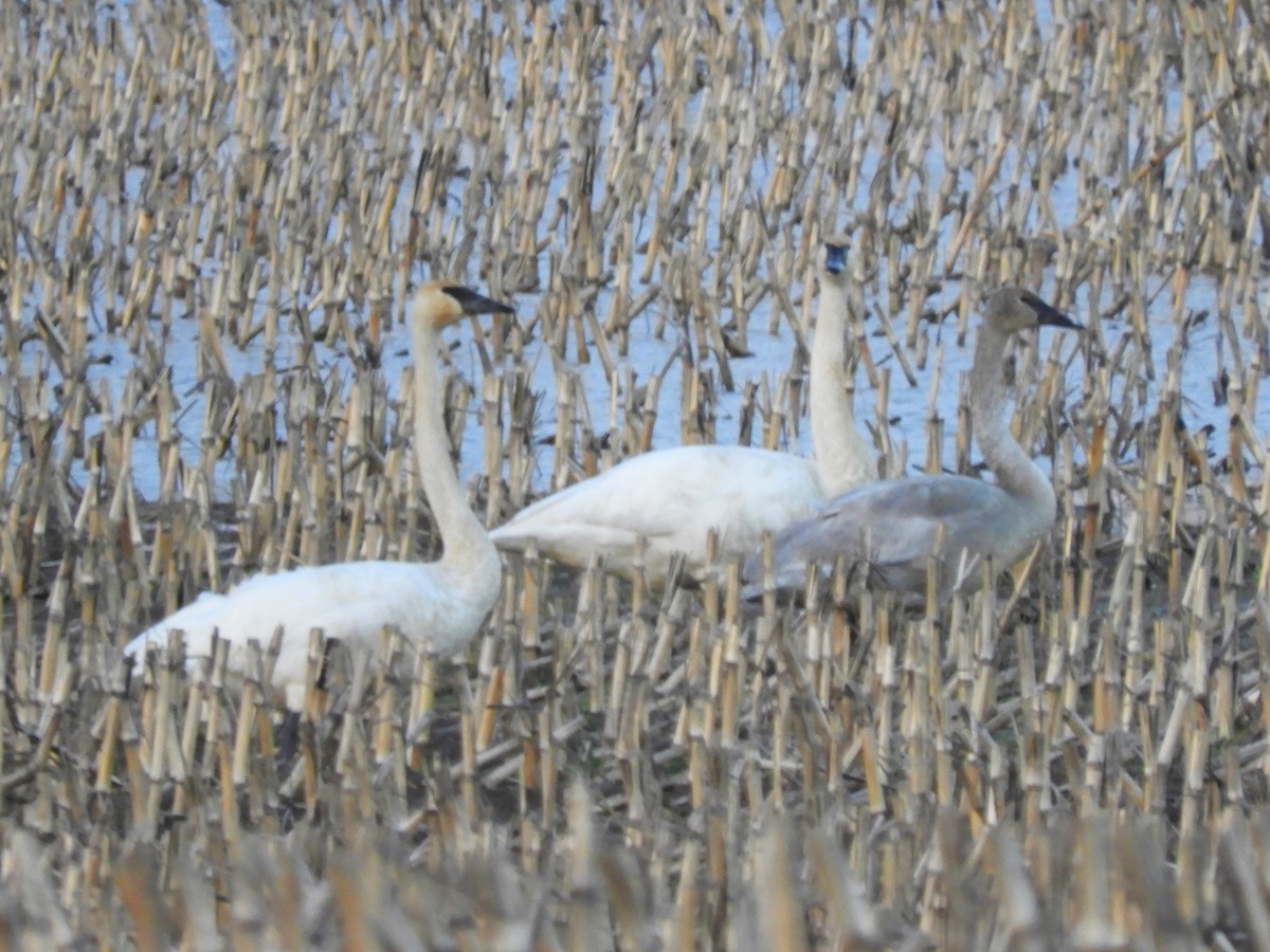 Trumpeter Swan - ML408327241