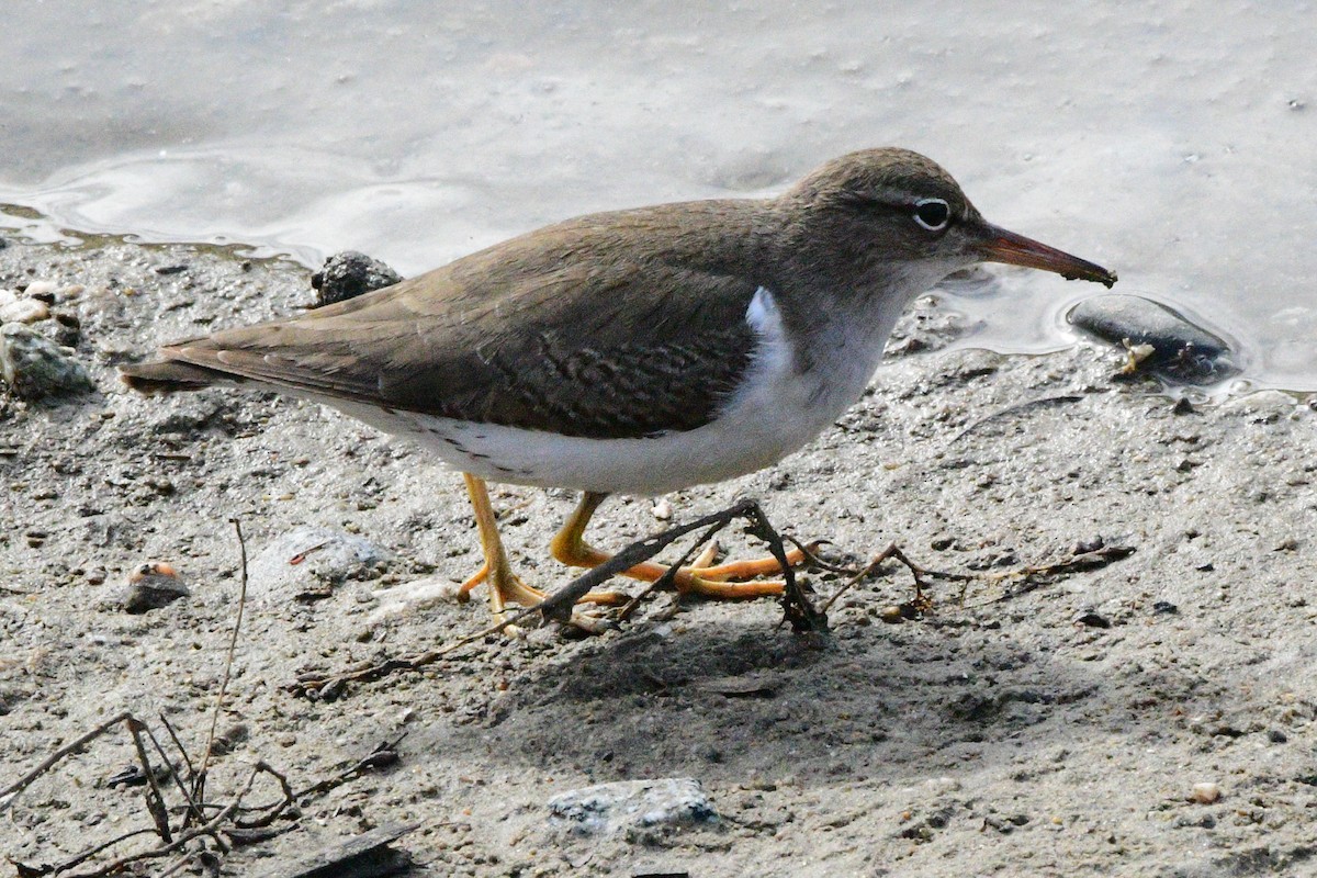 Spotted Sandpiper - ML408327851