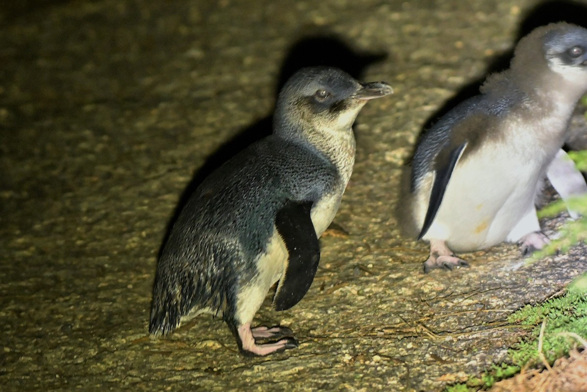 コビトペンギン - ML408327871