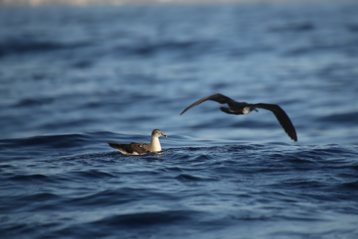 Cape Verde Shearwater - ML40832831