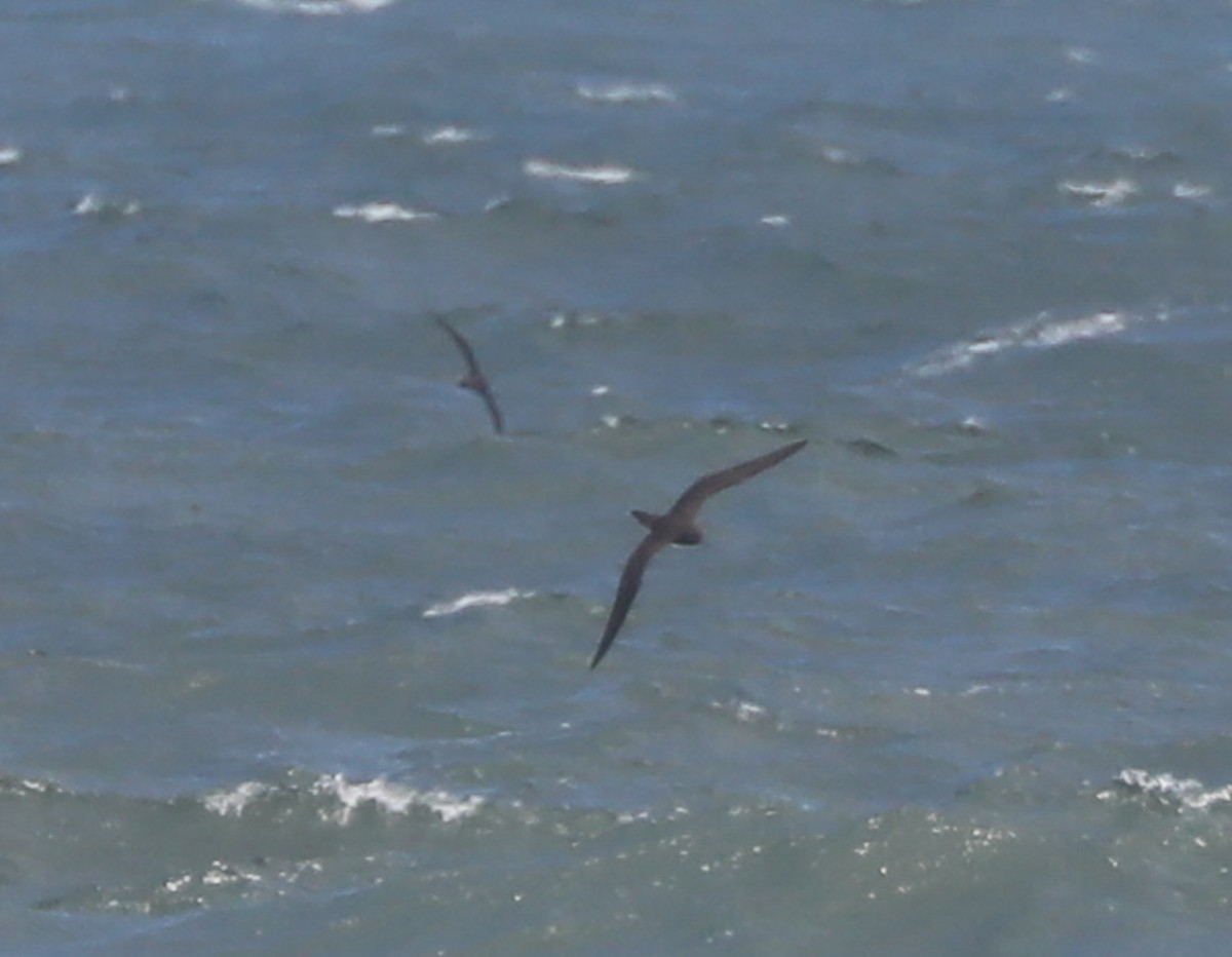 shearwater sp. - Cheryl McIntyre